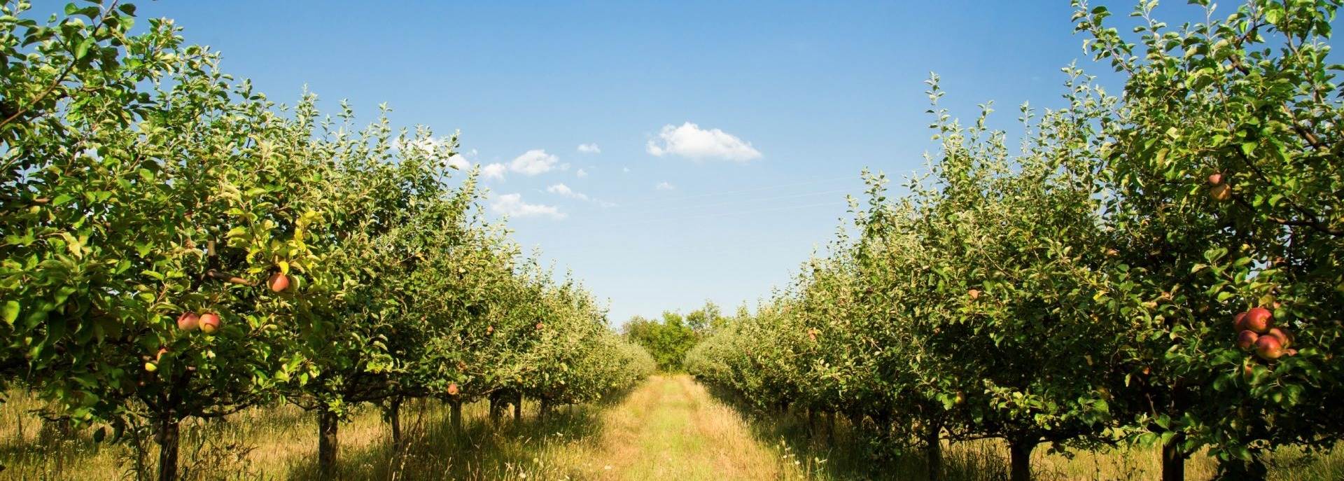 Ay Tarım Ürünleri